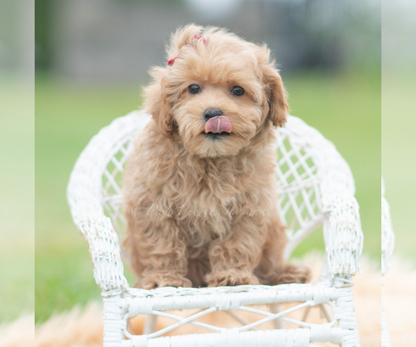 Medium Photo #6 Maltipoo (Miniature) Puppy For Sale in WARSAW, IN, USA