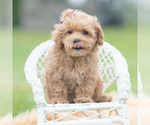 Small Photo #36 Maltipoo (Miniature) Puppy For Sale in WARSAW, IN, USA