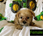 Small Photo #5 Morkie Puppy For Sale in AMSTERDAM, MO, USA