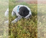 Puppy Teal Puppy German Wirehaired Pointer