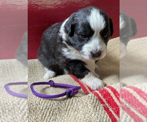Aussiedoodle Miniature  Puppy for sale in TWIN FALLS, ID, USA