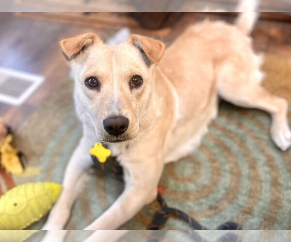 Medium Photo #8 Collie-Unknown Mix Puppy For Sale in Sandy, UT, USA