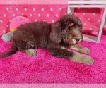 Small Photo #5 Goldendoodle-Poodle (Standard) Mix Puppy For Sale in PEYTON, CO, USA