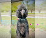 Small #1 Poodle (Standard)