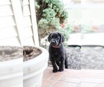 Small Photo #15 Labrador Retriever Puppy For Sale in LINCOLN UNIV, PA, USA