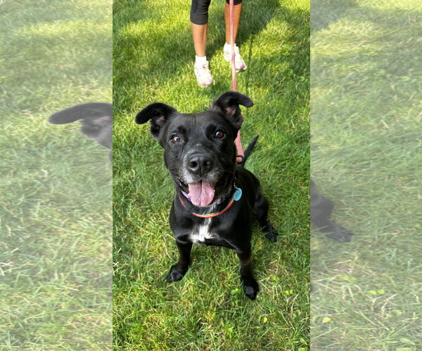 Medium Photo #3 Mutt Puppy For Sale in Rockaway, NJ, USA