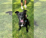 Small #2 Mutt