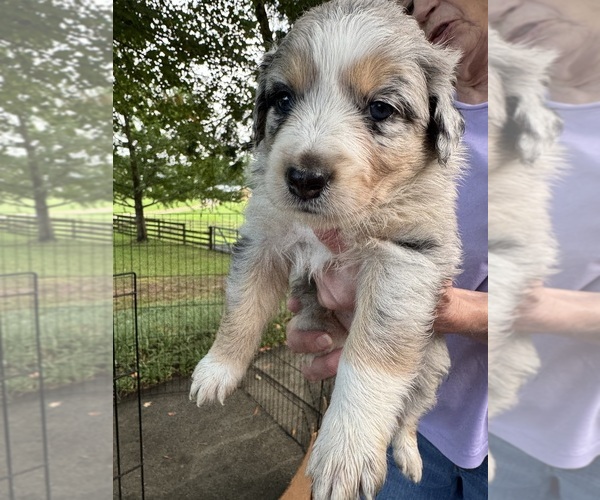 Medium Photo #1 Australian Shepherd Puppy For Sale in SENECA, SC, USA