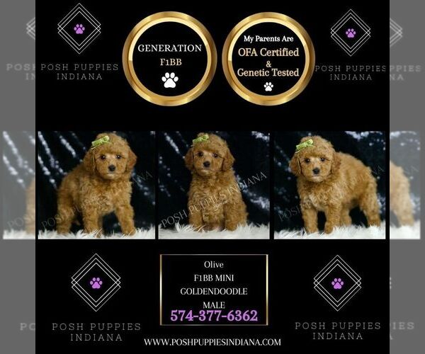 Medium Photo #6 Goldendoodle (Miniature) Puppy For Sale in WARSAW, IN, USA