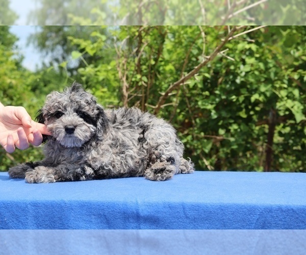 Medium Photo #4 Poodle (Toy) Puppy For Sale in DYERSBURG, TN, USA
