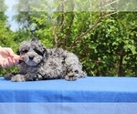 Small #3 Poodle (Toy)