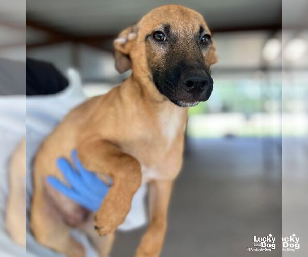 Medium Photo #4 Black Mouth Cur-Unknown Mix Puppy For Sale in Washington, DC, USA