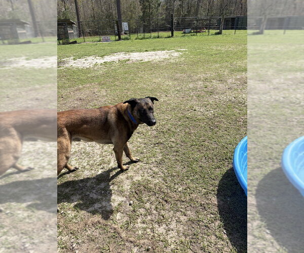 Medium Photo #2 Mutt Puppy For Sale in Imlay City, MI, USA