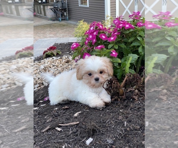 Medium Photo #5 Shih Tzu Puppy For Sale in CANOGA, NY, USA