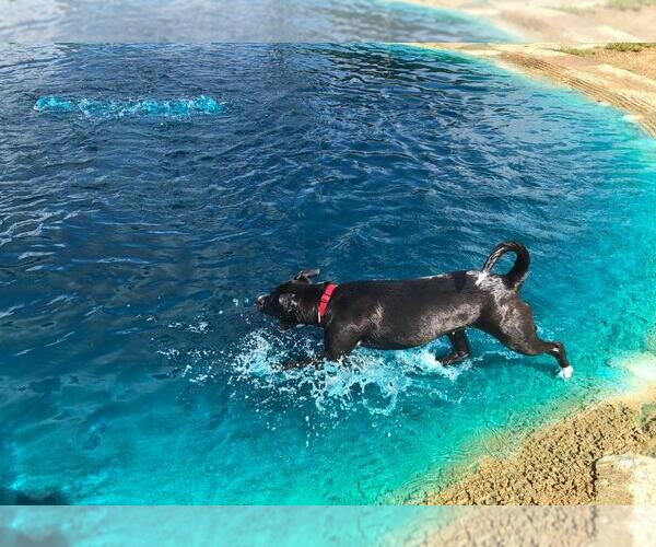 Medium Photo #44 American Staffordshire Terrier-Unknown Mix Puppy For Sale in Rosenberg, TX, USA