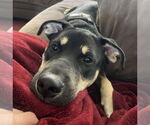 Small #8 Huskies -Labrador Retriever Mix