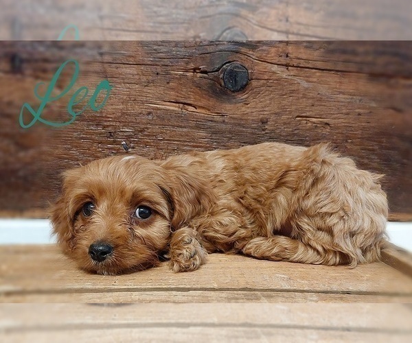 Full screen Photo #2 Cavapoo Puppy For Sale in LEBANON, PA, USA