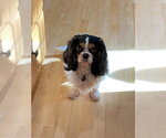 Small #2 Cavalier King Charles Spaniel