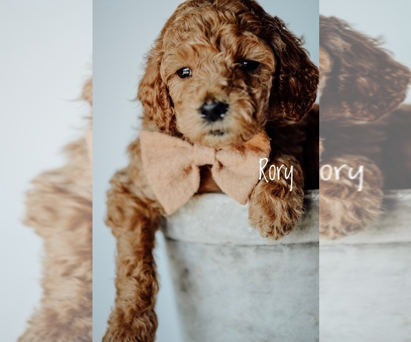 Medium Photo #5 Goldendoodle Puppy For Sale in MOUNTAIN HOME, ID, USA