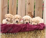Ryder - Male Labrador Retriever Puppy for Sale - Photo #2