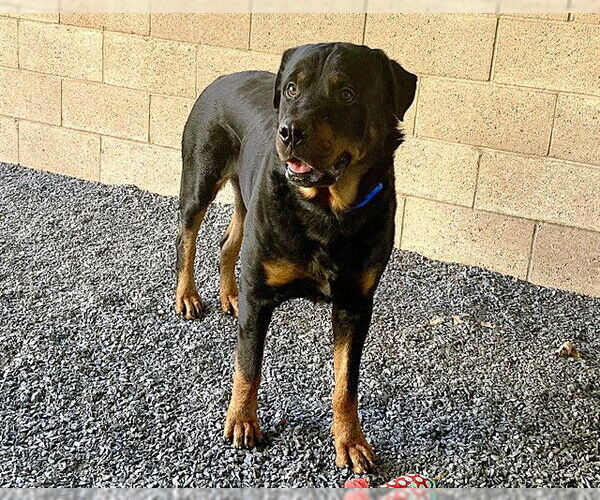 Medium Photo #2 Rottweiler-Unknown Mix Puppy For Sale in Moreno Valley, CA, USA