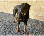 Small #1 Rottweiler Mix