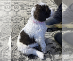 Small #2 Poodle (Standard)