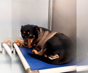 Rottweiler-Unknown Mix Dogs for adoption in Pasadena, CA, USA
