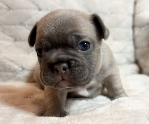 Medium French Bulldog