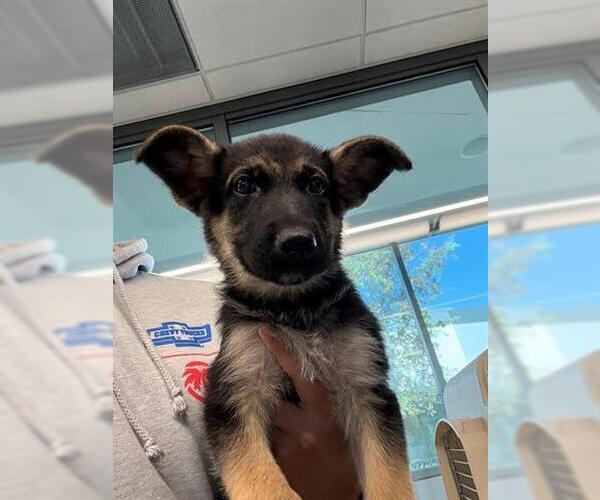 Medium Photo #4 German Shepherd Dog Puppy For Sale in West Sacramento, CA, USA