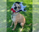 Small #7 Chihuahua Mix
