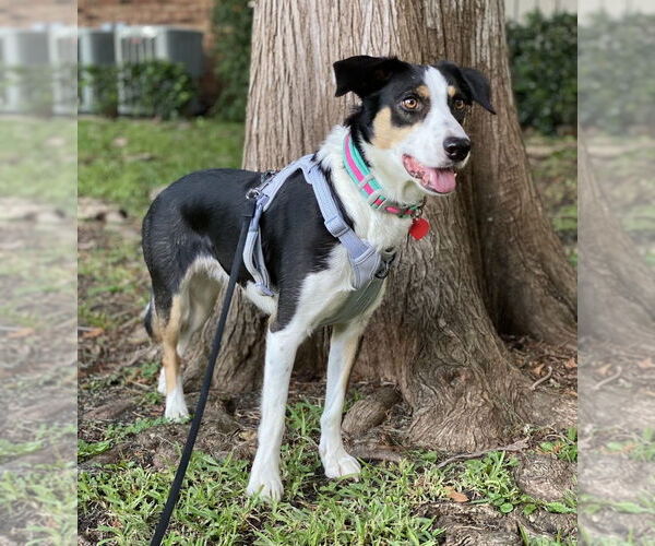 Medium Photo #1 Border Collie Puppy For Sale in Denton, TX, USA