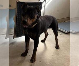 Rottweiler-Unknown Mix Dogs for adoption in Camarillo, CA, USA