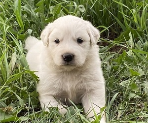 Great Pyrenees Puppy for sale in HUBBARD, IA, USA