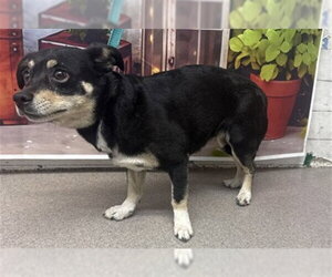 Chihuahua Dogs for adoption in San Bernardino, CA, USA