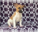 Small Photo #9 Jack-Rat Terrier Puppy For Sale in LAKELAND, FL, USA