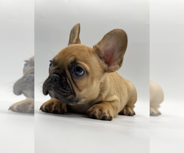 Full screen Photo #4 French Bulldog Puppy For Sale in CHICAGO, IL, USA