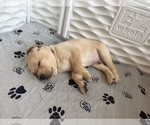 Small #15 Labrador Retriever