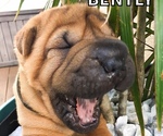 Small Photo #2 Chinese Shar-Pei Puppy For Sale in SARASOTA, FL, USA