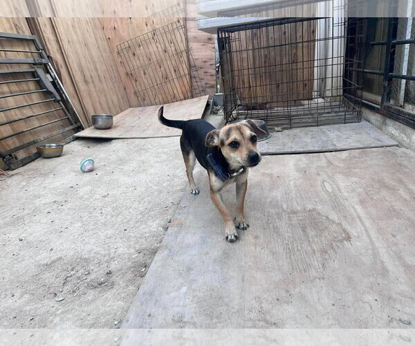Medium Photo #2 Beagle-Unknown Mix Puppy For Sale in Escondido, CA, USA