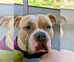 Small #6 Bulldog Mix