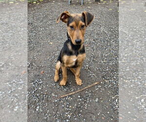 Mutt Dogs for adoption in Elmsford, NY, USA