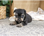 Small #1 Schnauzer (Miniature)