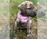 Small #4 German Shepherd Dog-Plott Hound Mix