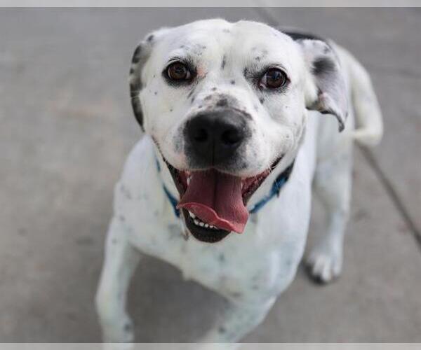 Medium Photo #1 Mutt Puppy For Sale in Martinez, CA, USA