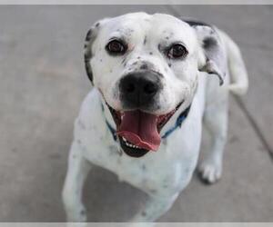 Mutt Dogs for adoption in Martinez, CA, USA