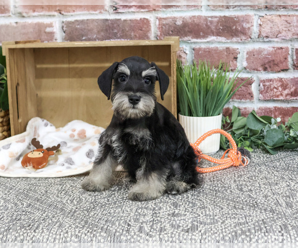 Medium Photo #6 Schnauzer (Miniature) Puppy For Sale in SYRACUSE, IN, USA