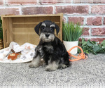 Small #5 Schnauzer (Miniature)