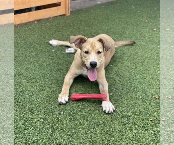 Medium Photo #8 Mutt Puppy For Sale in Pompano Beach , FL, USA