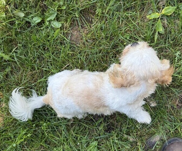 Medium Photo #4 Shih Tzu Puppy For Sale in THORP, WI, USA